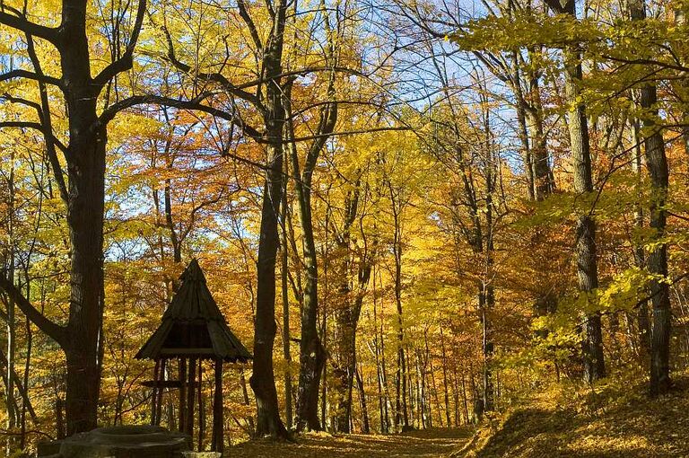 Der Wald des Reservats Gora Chojna bei Sonnenwetter. Die Blätter der Bäume haben herbstliche Farben angenommen.