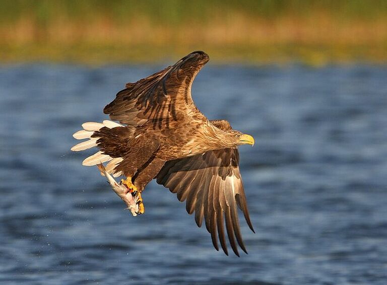 Seeadler am Rundweg