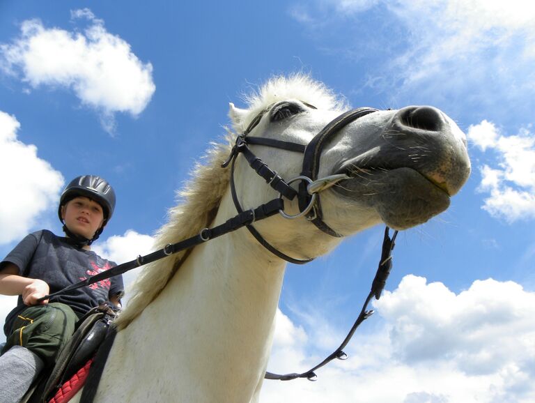 Der Kopf eines Pferdes von schräg unten vor blauem Himmel mit Wolken. Auf dem Rücken des Pferdes ist ein Reiter zu sehen.