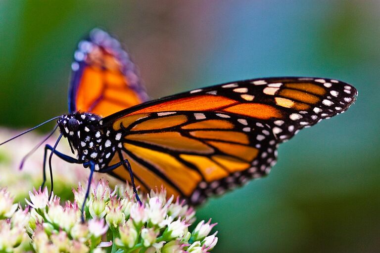 Ein Schmetterling sitzt auf Blüten und trinkt Nektar.