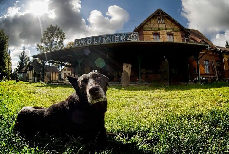 Ein Hund im Vordergrund als Maskottchen des Bahnhofs Wolimierz im Hintergrund..