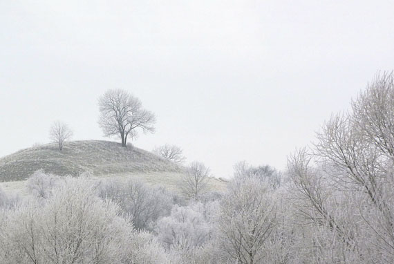 einzelner Baum auf Hügel im Schnee 