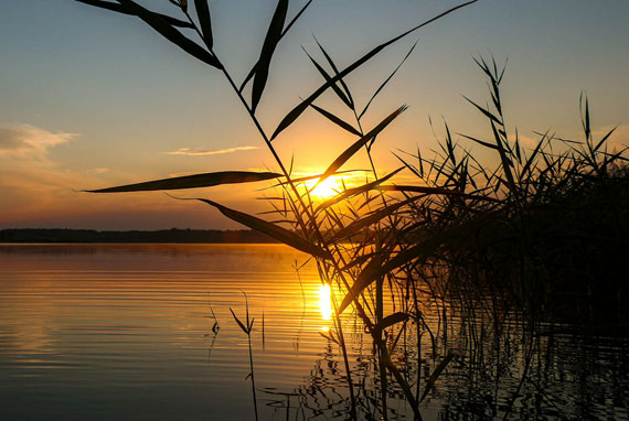 Sonnenuntergang am See, Schilf im Vordergrund 