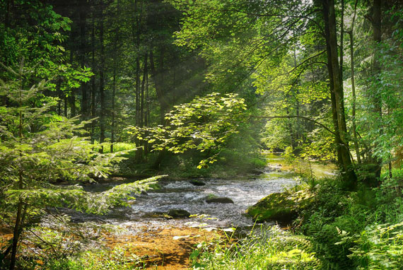 Von Sonne beschienener Flusslauf im Wald 