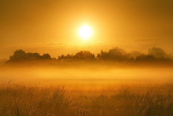 Bäume mit starkem Bodennebel am morgen von Sonne beschienen 